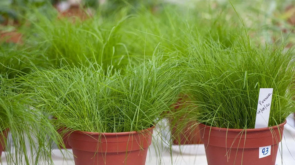Bioremfiber växthusförsök gräs