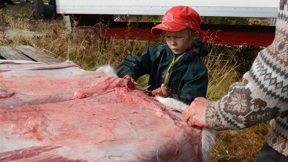 Nihko-Laara Påve Wilks lär sig skrapa renskinn.