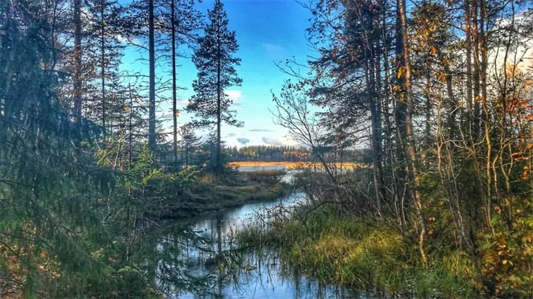 Skog i Östersund