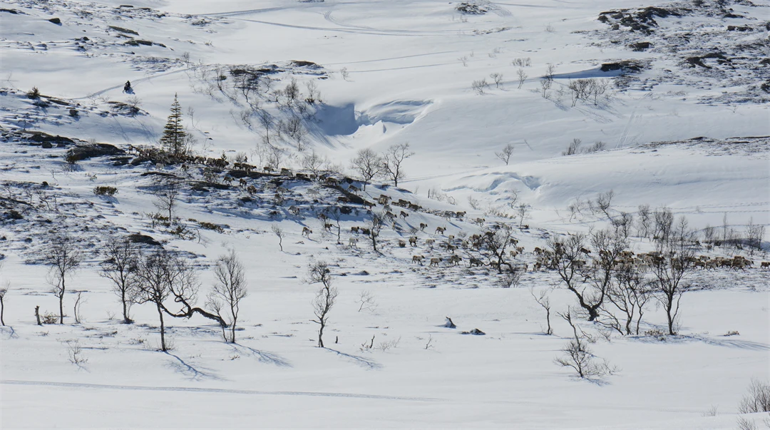 Renar i vinterlandskap.