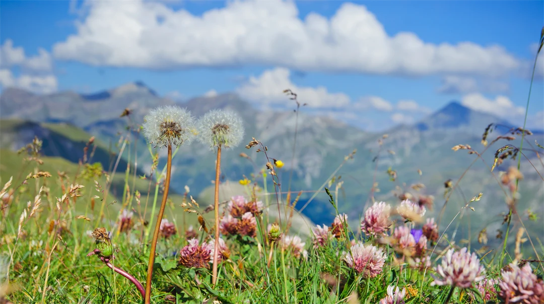 Flowers in the foreground and mountains in the back