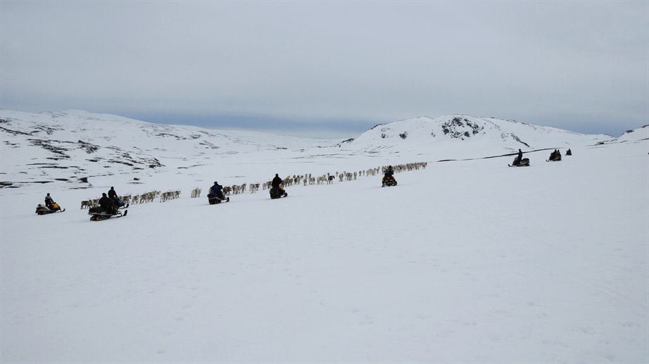 Renarna samlas ihop inför renskiljning i Krïesengovre.