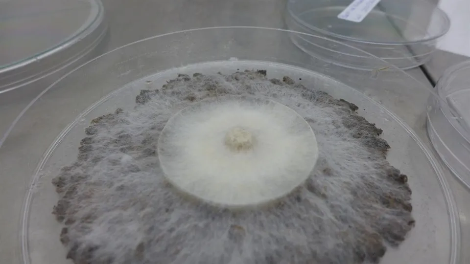 Närbild på en agarplatta med svamp- och fiberbanksmaterial