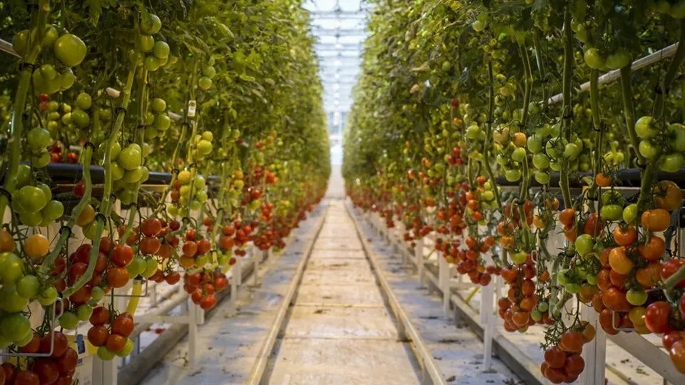 Tomater i långa rader i ett växthus