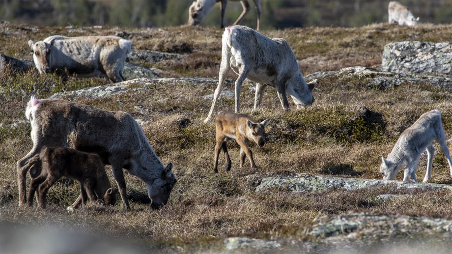 Kalvningstid