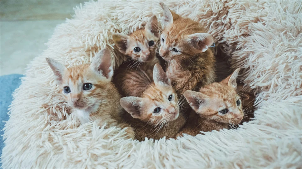 En grupp kattungar i en fluffig säng