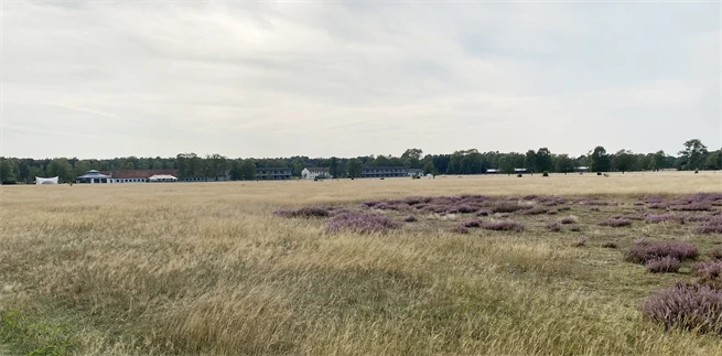 En vidsträckt hed med lila ljung. I bakgrunden kan man se några låga hus och en skog.