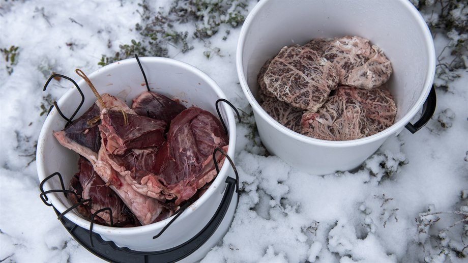Renkött och gorpie färdigt att röka.