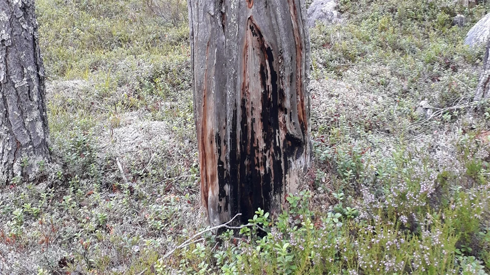 Bild på stubbe i naturreservatet Horten