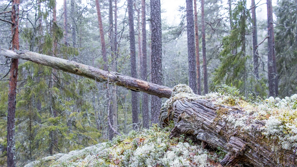 Gammal tallskog, död ved