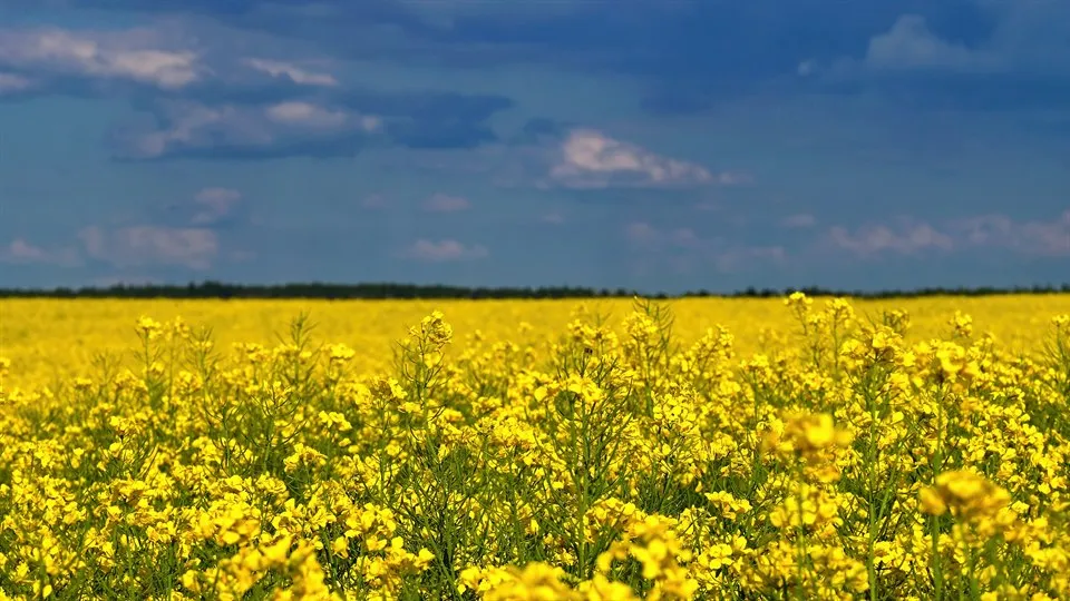 Blå himmel och gult fält i Ukraina