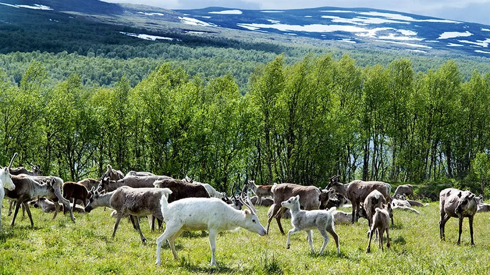 Renar på bete