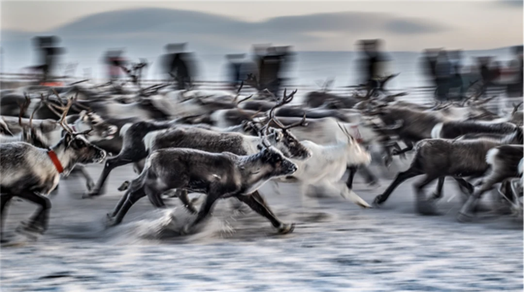 Flock renar som springer i ett gärde med snö på marken
