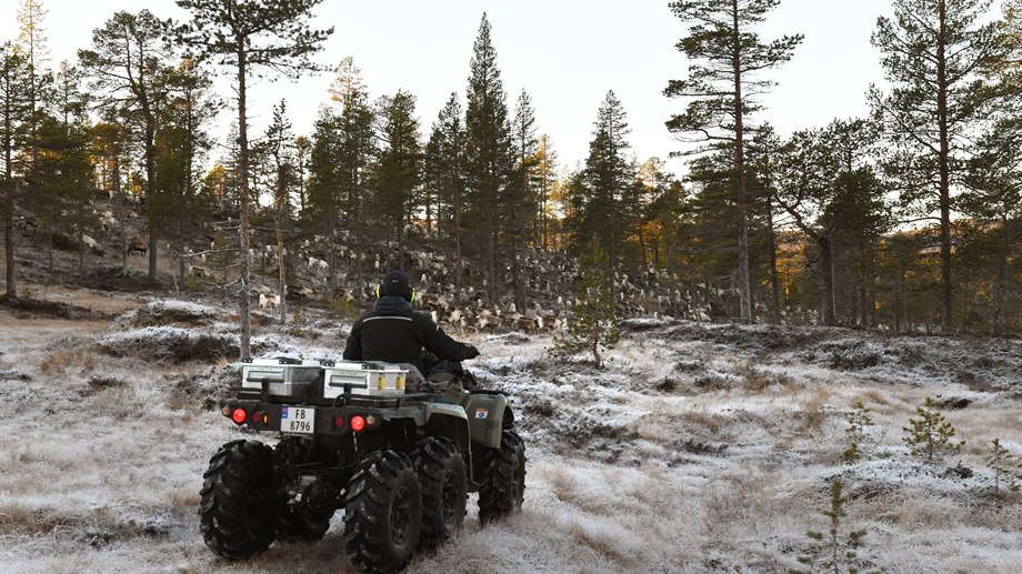 Samling av renar till slakt i Låarte sijte.