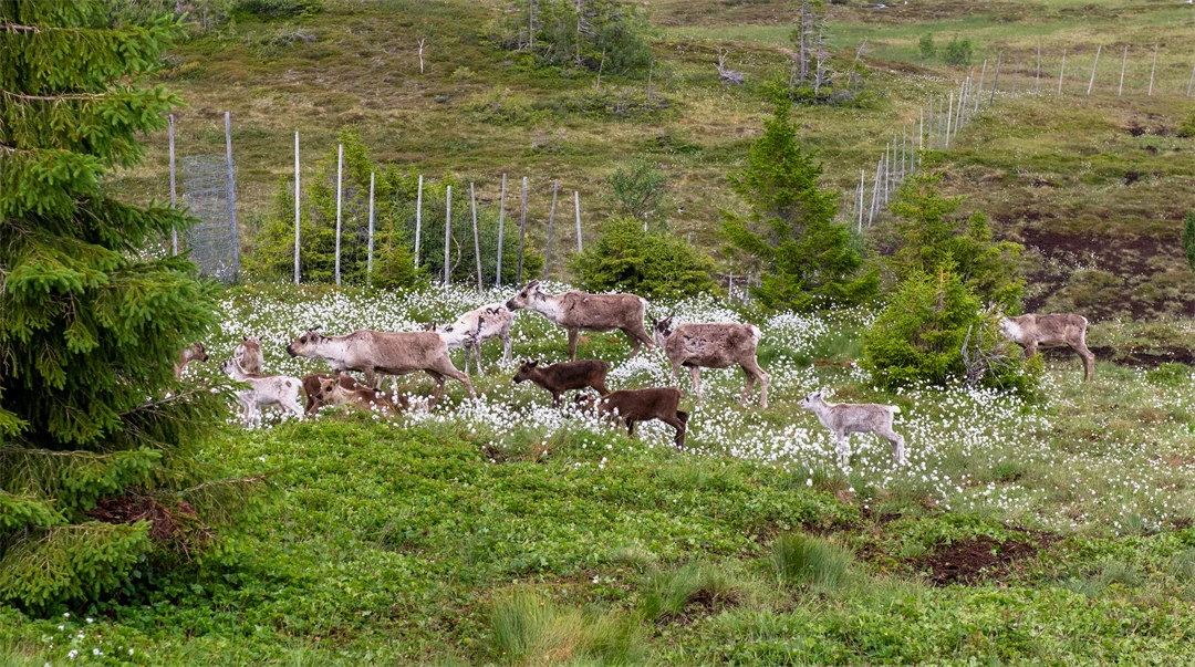 Renar intill ett renstängsel. 