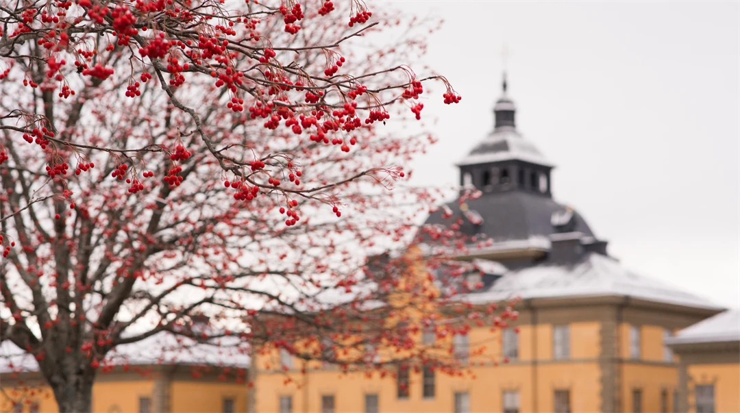Rönnbär Campus Östersund