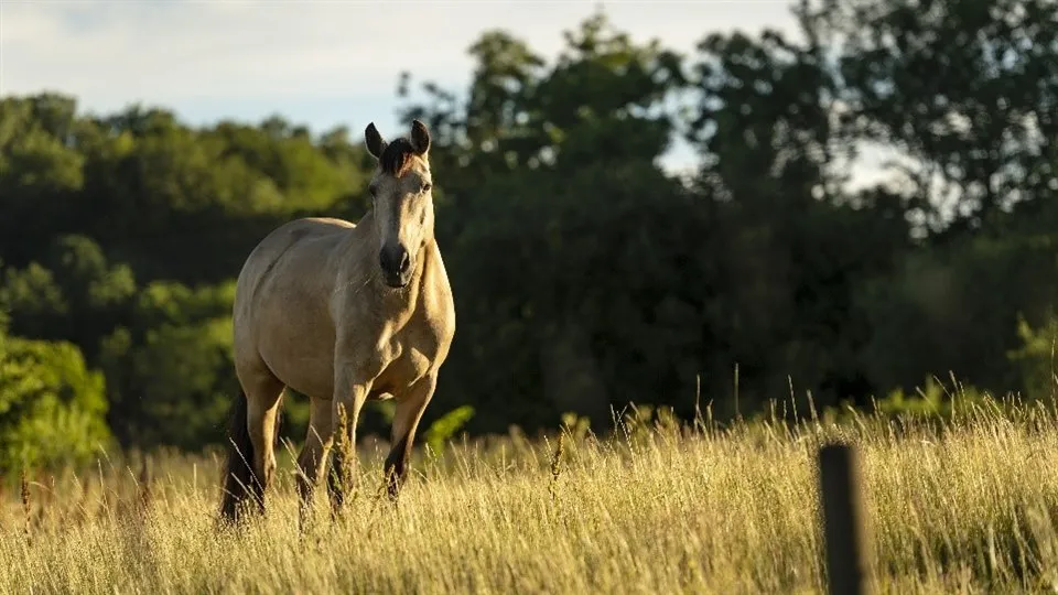 Häst på sommaräng