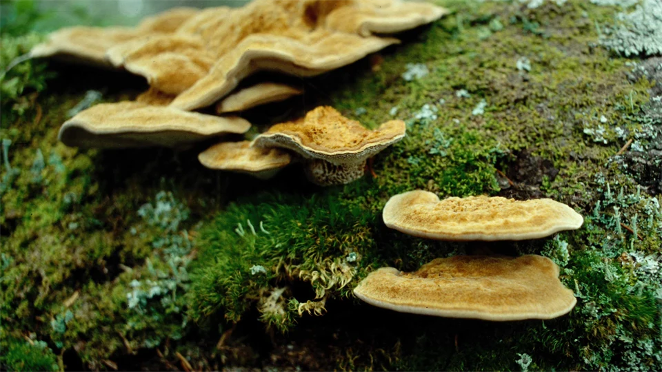 Mushroom in nature