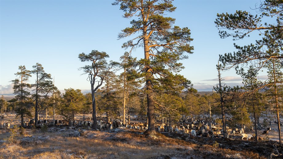 Rensamling inför slakt, Låarte sijte