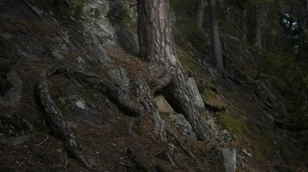 Trädrötter på Norra stadsberget