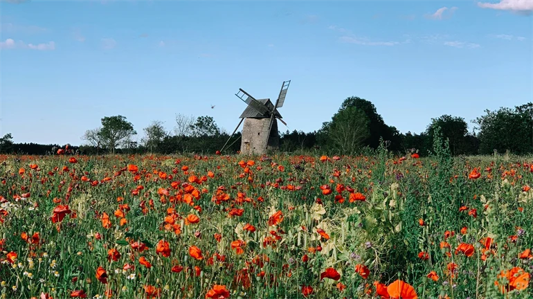 En blomsteräng med en väderkvarn i bakgrunden.
