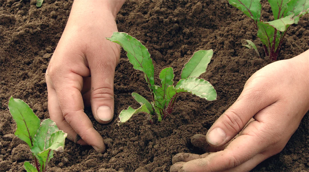 lantbruk, jordbruk, odla, planta