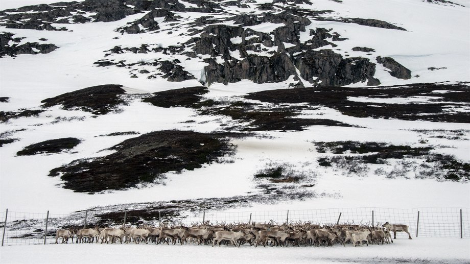 Giedtie / rengärde, Krïensegovre.