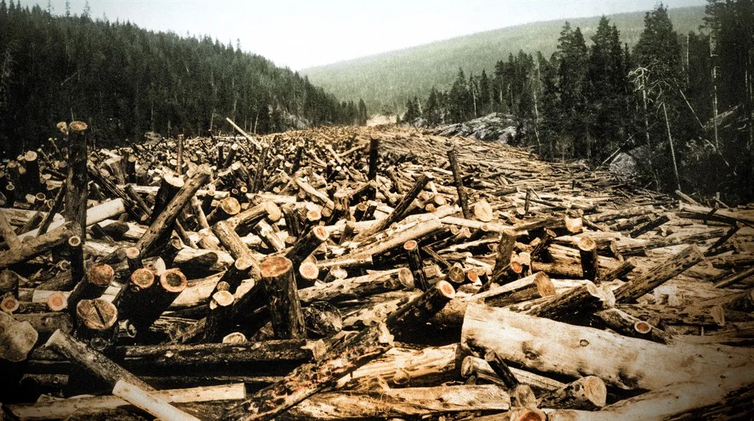 Storbröten timmerbröte Ljusnan