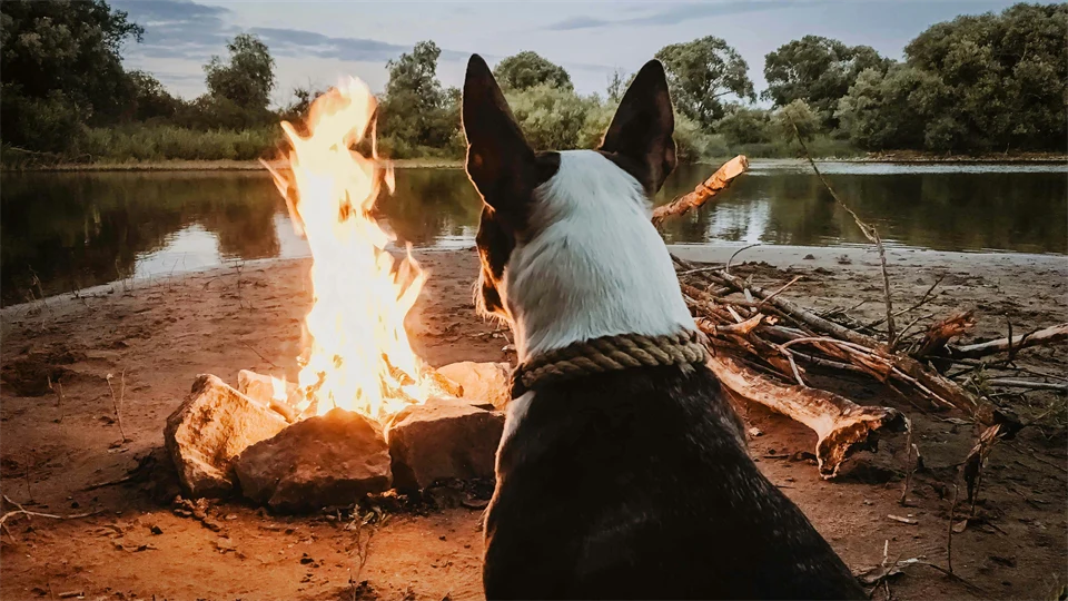 Lägereld med en hund som tittar in i elden