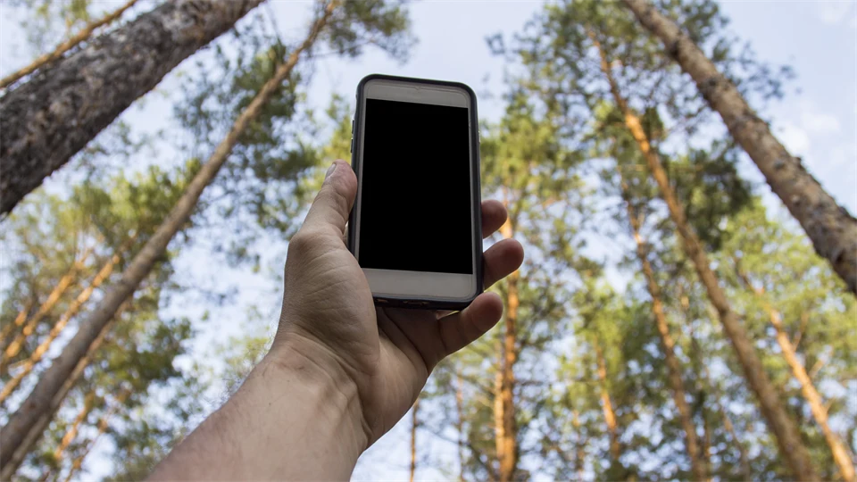 Male hand is holding a phone above his head against the background of trees in a pine forest. Concept of no service, wifi, internet in the forest or a place far from the city. 