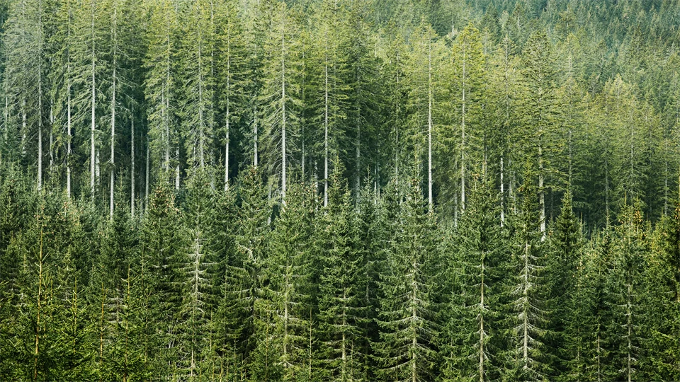 Tät barrskog med smala, raka trädstammar i varierande gröna nyanser.