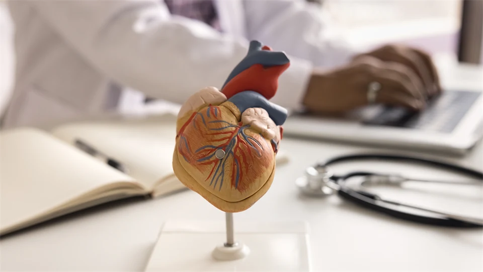 En modell av ett anatomiskt hjärta.