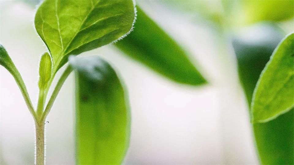 Planta - Foodtech