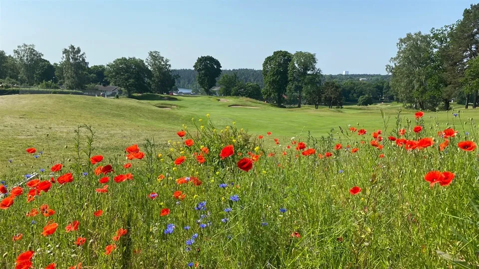 Blomsteräng på Stockholms Golfklubb