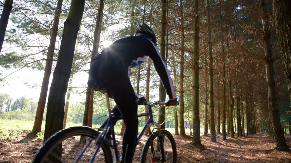 person cyklar i tallskog