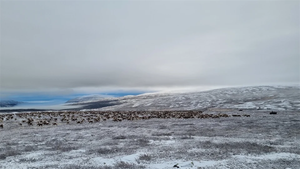 Höstflyttning i Handölsdalens sameby, Jämtland