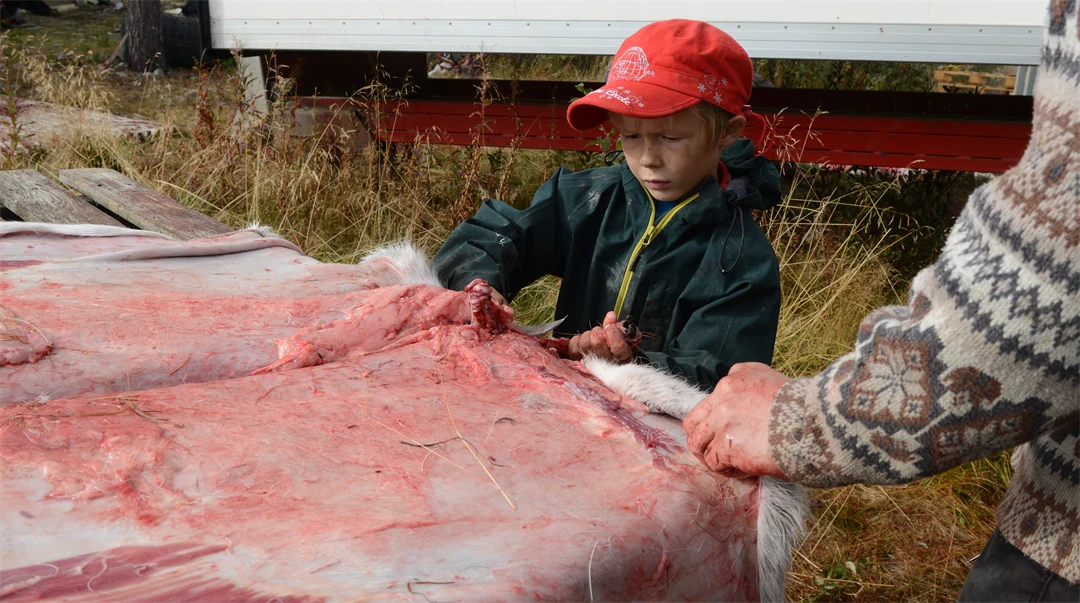 Pojke lär sig skrapa renskinn.