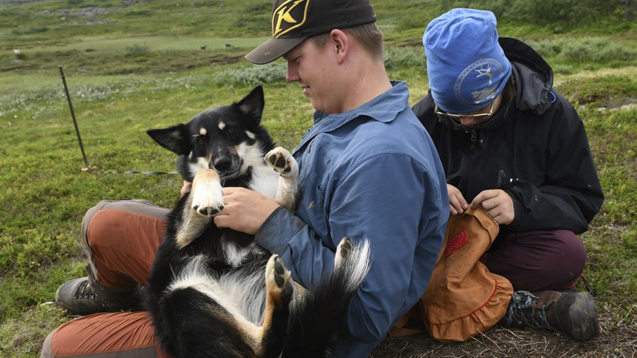 Syskonen Daniel och Elise Jåma, Låarte sijte.