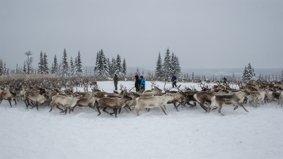 Giedtie / gärde i Tjalla, Låarte sijte.