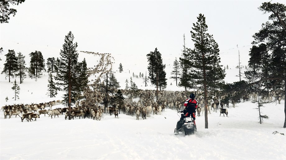 Rensamling inför slakt, Låarte sijte.