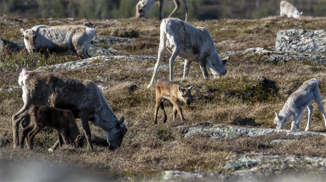 Vajor och deras kalvar betar
