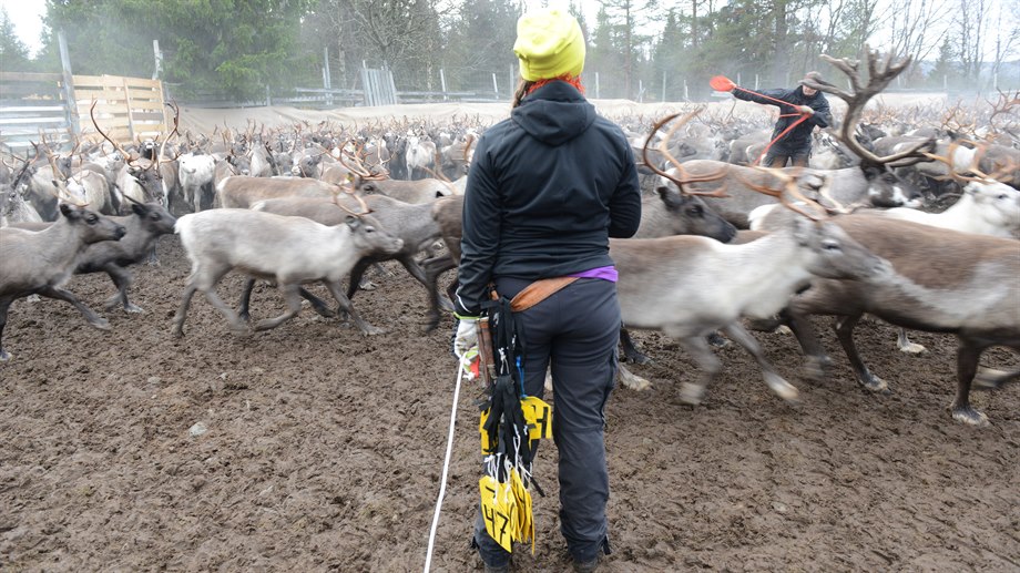 Giedtie / gärde, Långsådalen, Jovnevaerie sameby.
