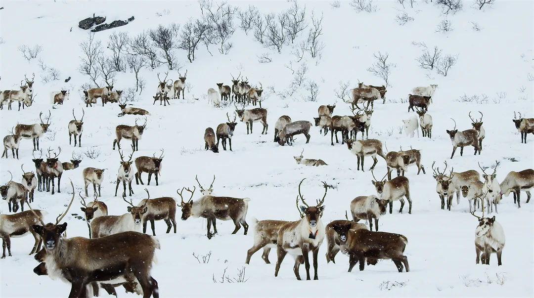 rain deers in snow