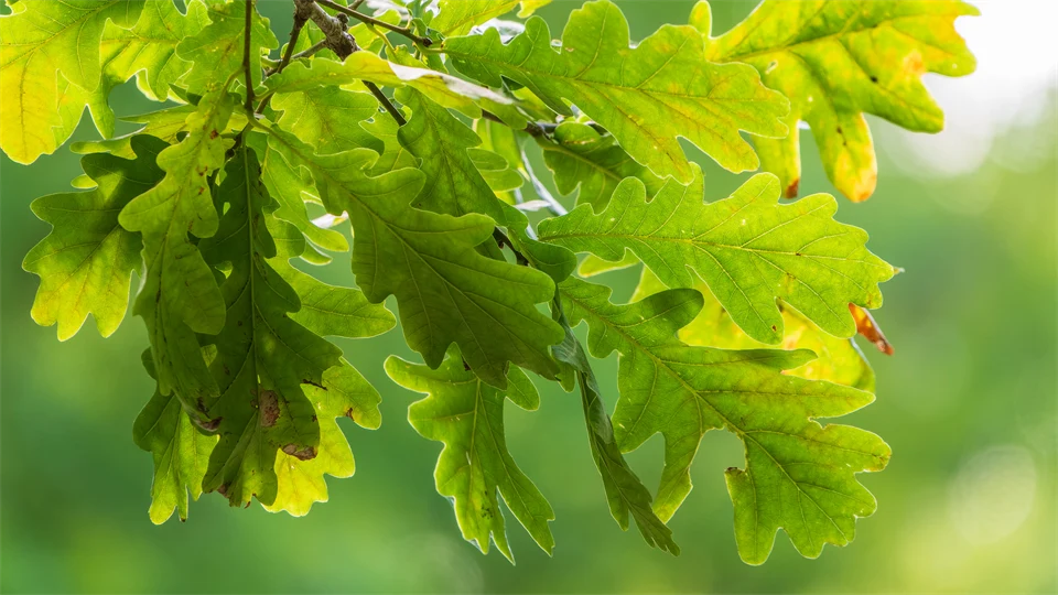 Gröna blad