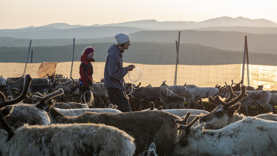 Kalvmärkning i Tjalla, Låarte sijte.