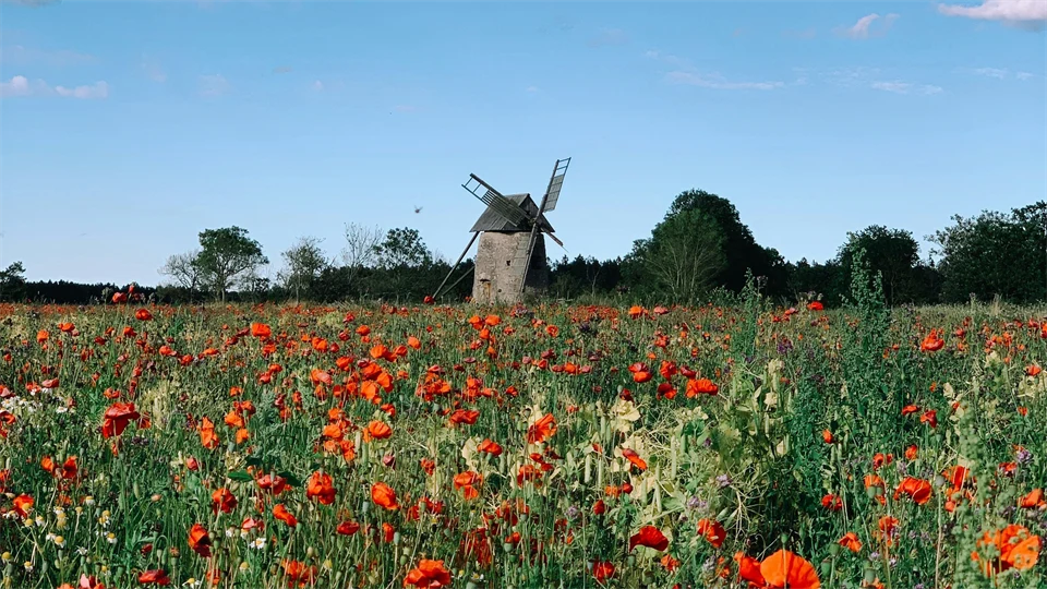 En blomsteräng med en väderkvarn i bakgrunden.