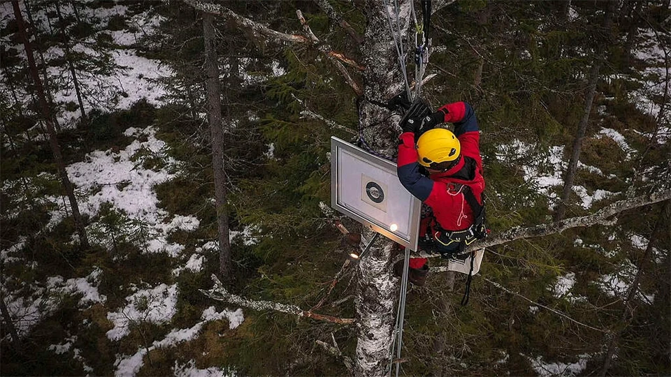 Will Rose, Greenpeace