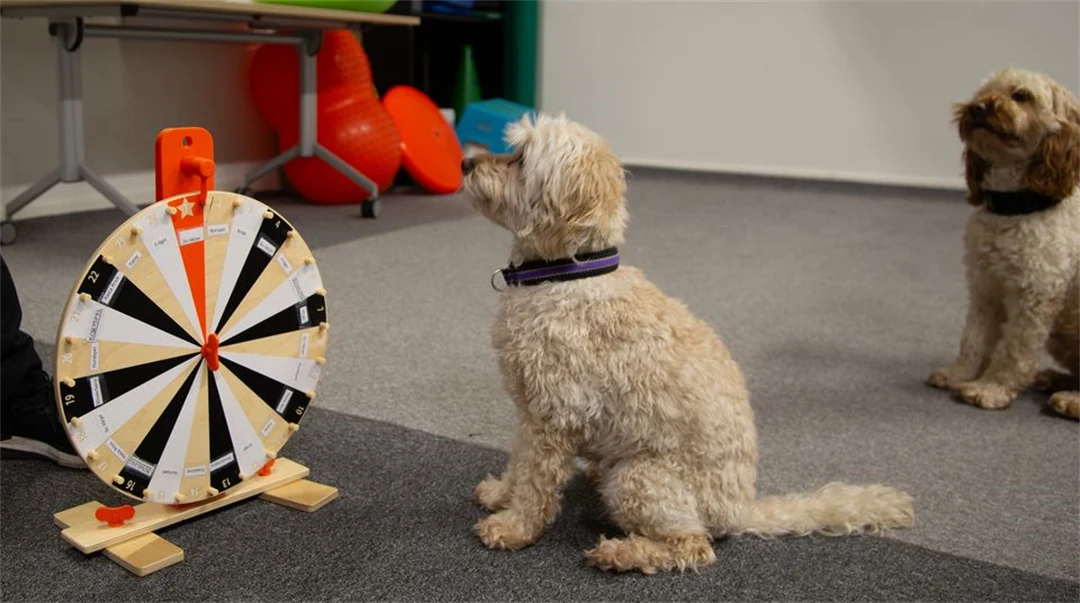 Snurrhjul och två väntande hundar.