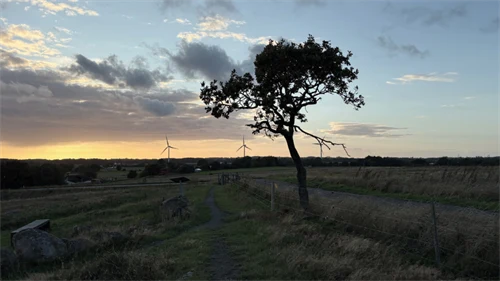 Vida vidder på Bornholm