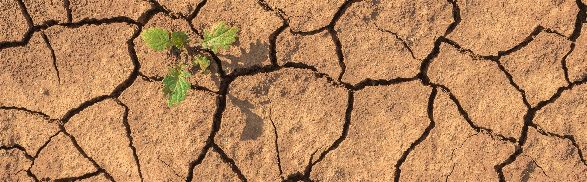 A single green plant grows out of dry, cracked soil. The ground is covered with large, irregular cracks indicating extreme drought.
